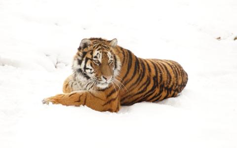 老虎在雪地上