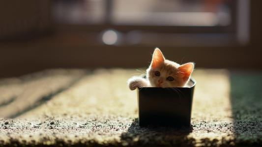 在一个盒子里的小小猫