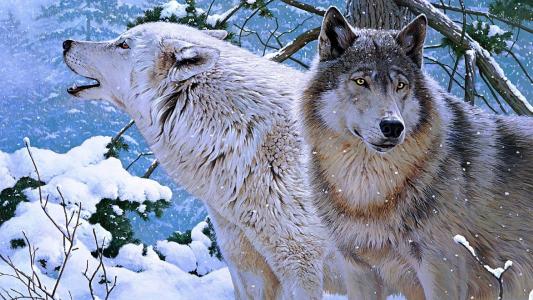狼在雪地里