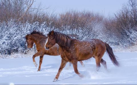 在雪中奔跑的馬