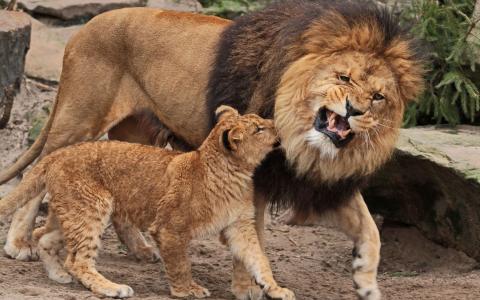 狮子与它的幼崽