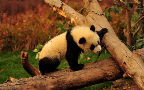 爬上树的熊猫幼崽