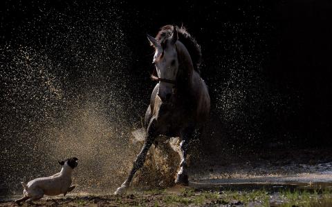 马与狗玩