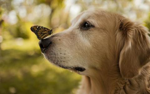 蝴蝶在狗的鼻子上