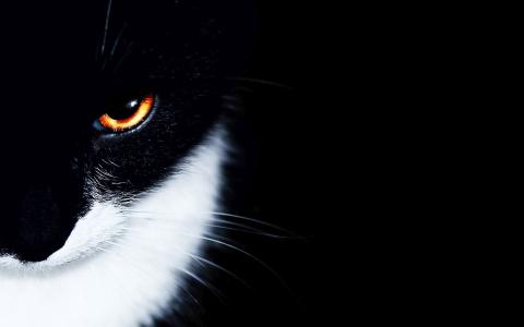 黑色和白色的猫，橙色的眼睛