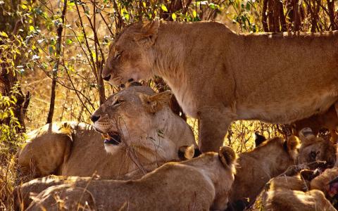 狮子和他们的幼崽