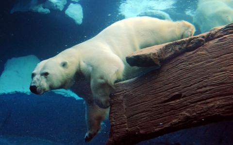 北极熊水下