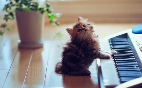 可爱的小猫在键盘上