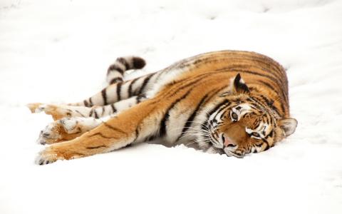 老虎躺在雪地上