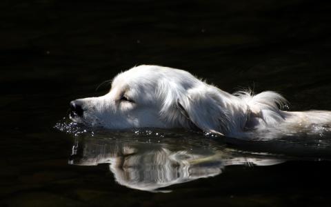 游泳的狗