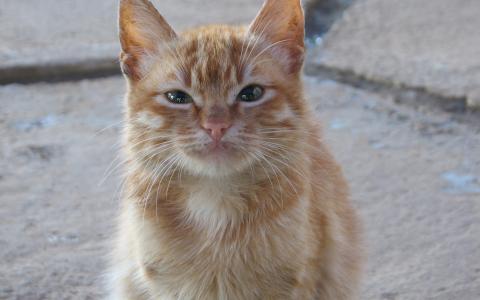 可爱的橙色猫