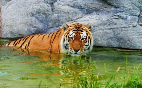 游泳的老虎