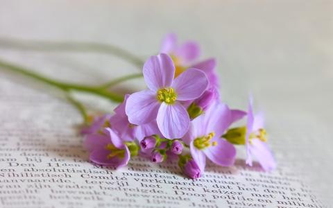 在一本书上的紫色开花