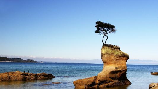 生长在海边岩石上的树