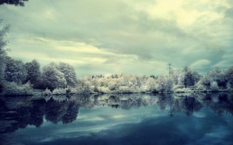 冷淡的湖边树木
