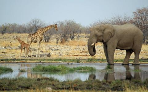 大象和长颈鹿