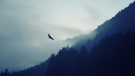 老鹰飞过森林
