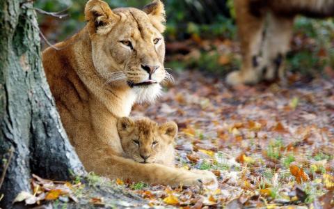 母狮和它的幼崽