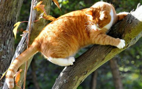 在树的橙色猫