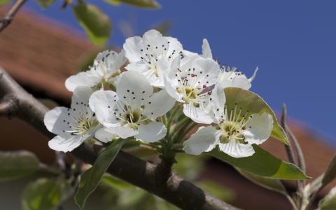 梨树开花