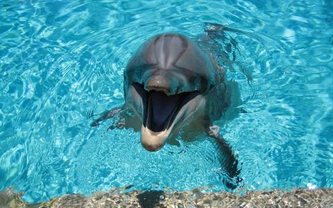 快乐的海豚
