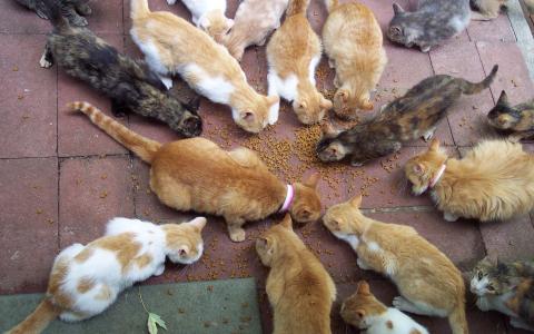 猫吃午饭
