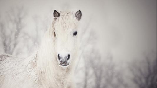 在雪中的白马