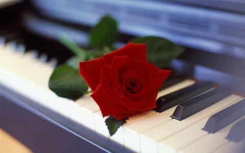 红玫瑰在钢琴上
