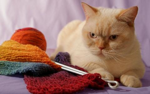 猫看着针织的围巾