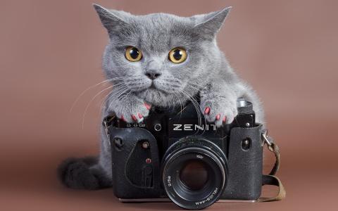 灰色的猫在相机上