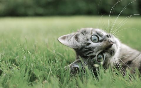 小猫在草地上