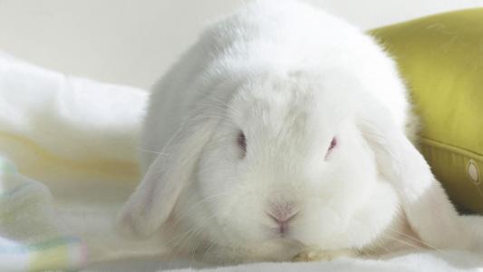 洁白可爱的小白兔