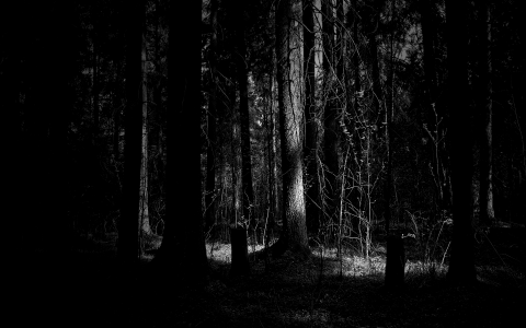 黑暗的森林