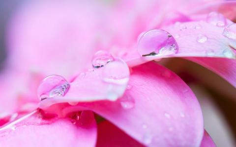 水滴在粉红色的花瓣上