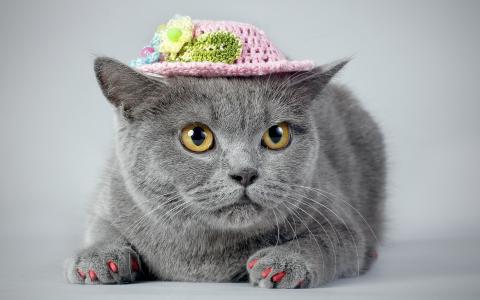 戴着帽子的猫