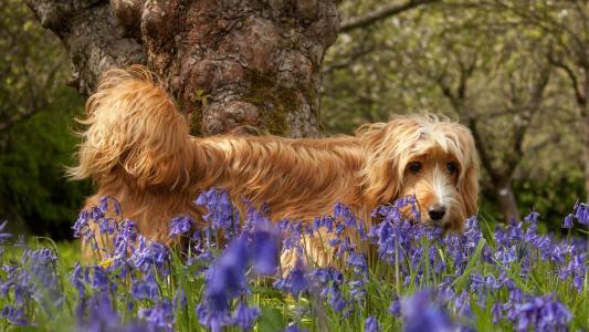 狗在花丛中