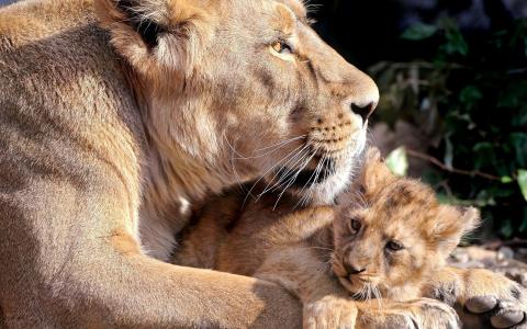 母狮照顾它的幼崽