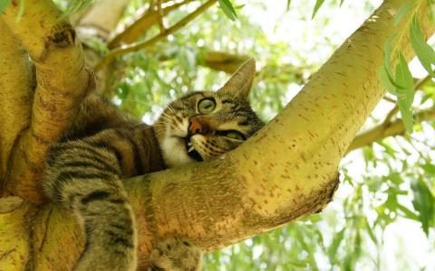 在树上的Googy猫