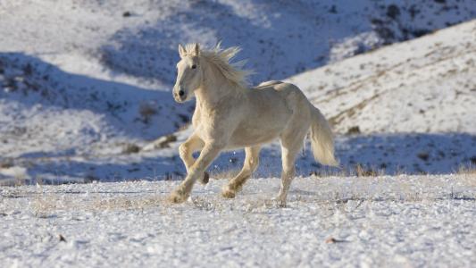 在雪中奔跑的白馬