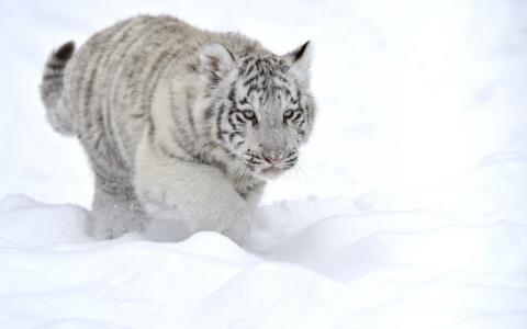 在雪中的白色老虎