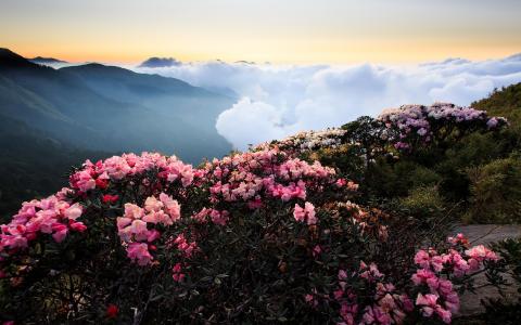 在山上的粉红色花朵