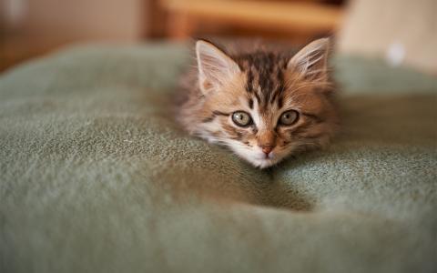 小猫在床上