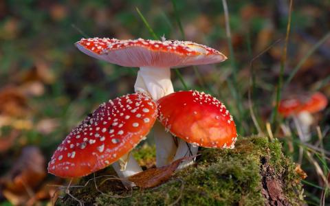 红蘑菇