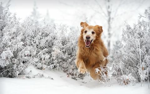 快乐的狗在雪地上