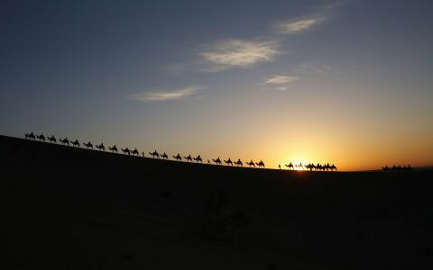 骆驼走在日落时分