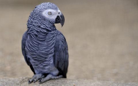 非洲灰鸚鵡
