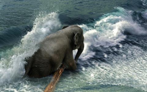 大象在海里