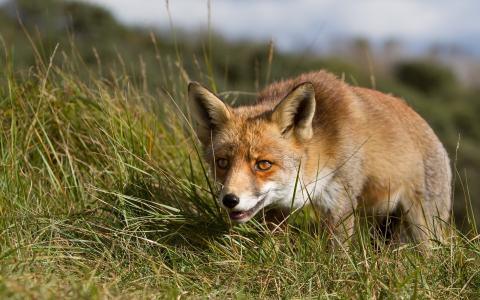 在草地上谨慎的狐狸