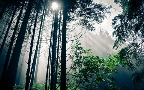 阳光透过迷雾森林
