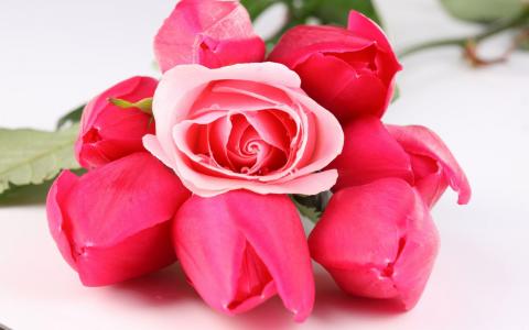 粉红玫瑰和郁金香